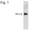 Regulatory Factor X Associated Ankyrin Containing Protein antibody, PA1-4119, Invitrogen Antibodies, Western Blot image 