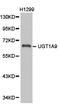 GNT1 antibody, LS-C192970, Lifespan Biosciences, Western Blot image 