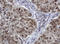 Zinc Finger And SCAN Domain Containing 18 antibody, LS-C174275, Lifespan Biosciences, Immunohistochemistry frozen image 