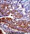 Atrial natriuretic peptide receptor 1 antibody, A01042-2, Boster Biological Technology, Immunohistochemistry paraffin image 