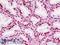 Cell Division Cycle 25B antibody, LS-B9049, Lifespan Biosciences, Immunohistochemistry paraffin image 