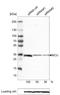 Mitochondrial Calcium Uniporter antibody, NBP2-59029, Novus Biologicals, Western Blot image 