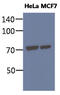Heat Shock Protein Family A (Hsp70) Member 5 antibody, AM50344PU-N, Origene, Western Blot image 