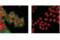 Mouse IgG antibody, 61656S, Cell Signaling Technology, Immunofluorescence image 