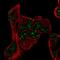 Proline Rich Nuclear Receptor Coactivator 1 antibody, PA5-66848, Invitrogen Antibodies, Immunofluorescence image 