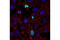 Histone H3 antibody, 13576S, Cell Signaling Technology, Immunocytochemistry image 