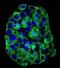 Natural resistance-associated macrophage protein 1 antibody, abx033976, Abbexa, Immunofluorescence image 
