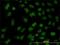 Forkhead Box R2 antibody, H00139628-M01, Novus Biologicals, Immunofluorescence image 