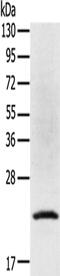 Tumor Protein P53 Inducible Protein 11 antibody, PA5-51336, Invitrogen Antibodies, Western Blot image 