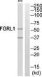 Fibroblast growth factor receptor-like 1 antibody, TA315509, Origene, Western Blot image 