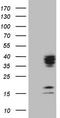 Chromosome 21 Open Reading Frame 62 antibody, TA808826S, Origene, Western Blot image 