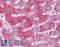 Proto-oncogene Wnt-1 antibody, LS-A9611, Lifespan Biosciences, Immunohistochemistry frozen image 
