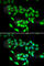 Chaperonin Containing TCP1 Subunit 3 antibody, A6547, ABclonal Technology, Immunofluorescence image 