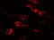 Platelet Endothelial Aggregation Receptor 1 antibody, 6055, ProSci, Immunofluorescence image 