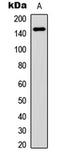 Fms Related Tyrosine Kinase 1 antibody, LS-C358757, Lifespan Biosciences, Western Blot image 