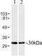 Gap junction beta-6 protein antibody, 700258, Invitrogen Antibodies, Western Blot image 