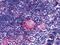 Lysophosphatidic Acid Receptor 6 antibody, NLS850, Novus Biologicals, Immunohistochemistry paraffin image 