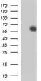 Colony Stimulating Factor 1 antibody, TA590307, Origene, Western Blot image 