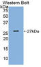 Malectin antibody, LS-C305236, Lifespan Biosciences, Western Blot image 