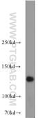 Nucleoporin 133 antibody, 12405-1-AP, Proteintech Group, Western Blot image 