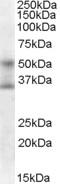 Forkhead Box A1 antibody, LS-B3596, Lifespan Biosciences, Western Blot image 
