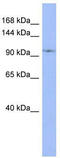 Integrator Complex Subunit 6 Like antibody, TA341634, Origene, Western Blot image 