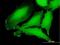 Cytokine Receptor Like Factor 3 antibody, H00051379-B01P, Novus Biologicals, Immunocytochemistry image 