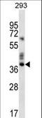Olfactory Receptor Family 9 Subfamily K Member 2 antibody, LS-C163262, Lifespan Biosciences, Western Blot image 