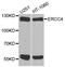 ERCC Excision Repair 4, Endonuclease Catalytic Subunit antibody, A8119, ABclonal Technology, Western Blot image 