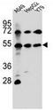 Fibroblast growth factor receptor-like 1 antibody, AP51663PU-N, Origene, Western Blot image 