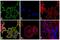 Mouse IgG (H+L) antibody, A-21202, Invitrogen Antibodies, Immunofluorescence image 