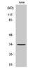Olfactory Receptor Family 51 Subfamily D Member 1 antibody, A12133, Boster Biological Technology, Western Blot image 