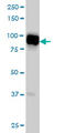 Sarcolemma Associated Protein antibody, LS-B6675, Lifespan Biosciences, Western Blot image 