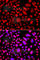 Protein Kinase AMP-Activated Non-Catalytic Subunit Gamma 3 antibody, A7470, ABclonal Technology, Immunofluorescence image 