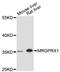 MAS Related GPR Family Member X1 antibody, LS-C748205, Lifespan Biosciences, Western Blot image 