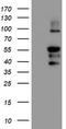 Protein Phosphatase 1 Regulatory Subunit 15A antibody, CF504310, Origene, Western Blot image 