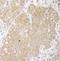 Cbl Proto-Oncogene B antibody, A302-902A, Bethyl Labs, Immunohistochemistry paraffin image 