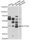 Urotensin 2 Receptor antibody, MBS127127, MyBioSource, Western Blot image 