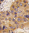Histamine N-Methyltransferase antibody, 57-727, ProSci, Immunofluorescence image 