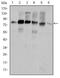 Src substrate protein p85 antibody, NBP2-37621, Novus Biologicals, Western Blot image 