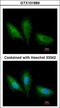 Protein Kinase C Substrate 80K-H antibody, LS-C185443, Lifespan Biosciences, Immunocytochemistry image 