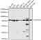 Zinc Finger Protein 133 antibody, 16-209, ProSci, Western Blot image 