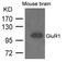 Glutamate Ionotropic Receptor AMPA Type Subunit 1 antibody, 79-701, ProSci, Western Blot image 