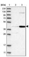 Chordin Like 2 antibody, NBP1-88560, Novus Biologicals, Western Blot image 
