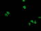Homeobox C11 antibody, TA502573, Origene, Immunofluorescence image 
