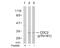 Cyclin Dependent Kinase 1 antibody, AP02422PU-N, Origene, Western Blot image 