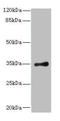 Ribosomal Protein Lateral Stalk Subunit P0 antibody, A57305-100, Epigentek, Western Blot image 