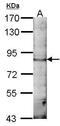 Echinoderm microtubule-associated protein-like 1 antibody, PA5-21294, Invitrogen Antibodies, Western Blot image 