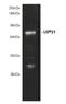 Ubiquitin carboxyl-terminal hydrolase 21 antibody, A06639, Boster Biological Technology, Western Blot image 
