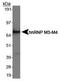 Heterogeneous nuclear ribonucleoprotein M antibody, TA301557, Origene, Western Blot image 
